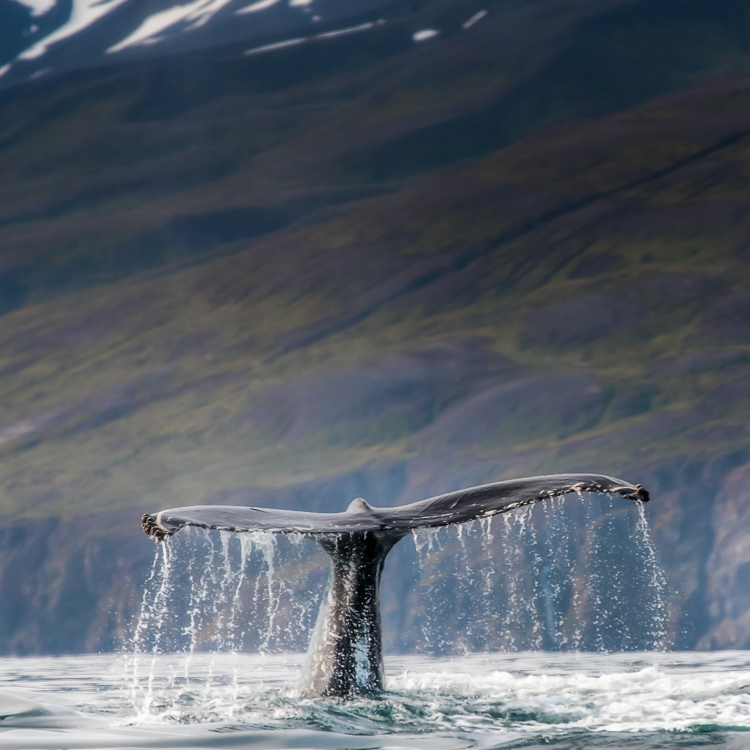 Elite Cruises Alaska Whale Watching