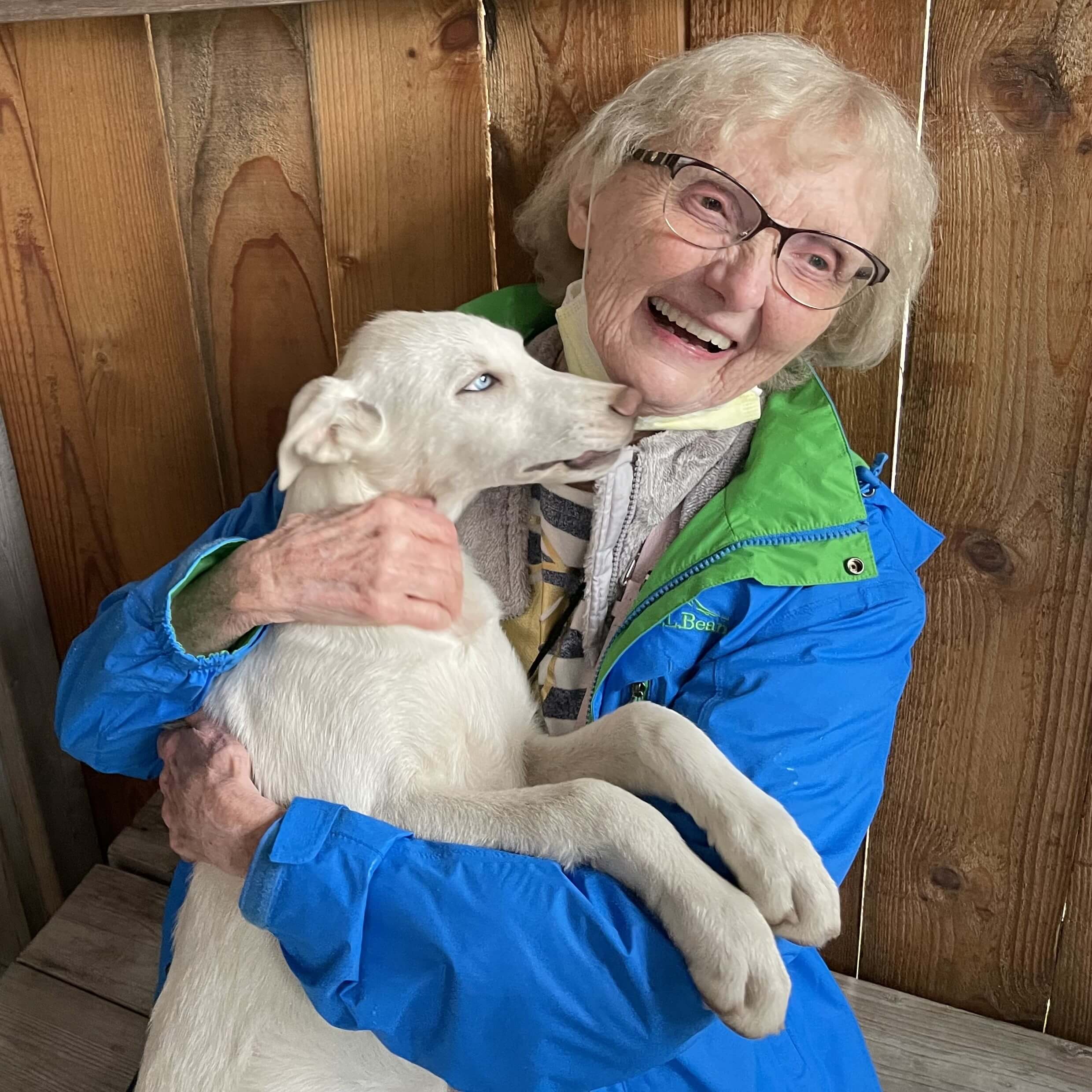 Elite Cruises Alaska Sled Dogs