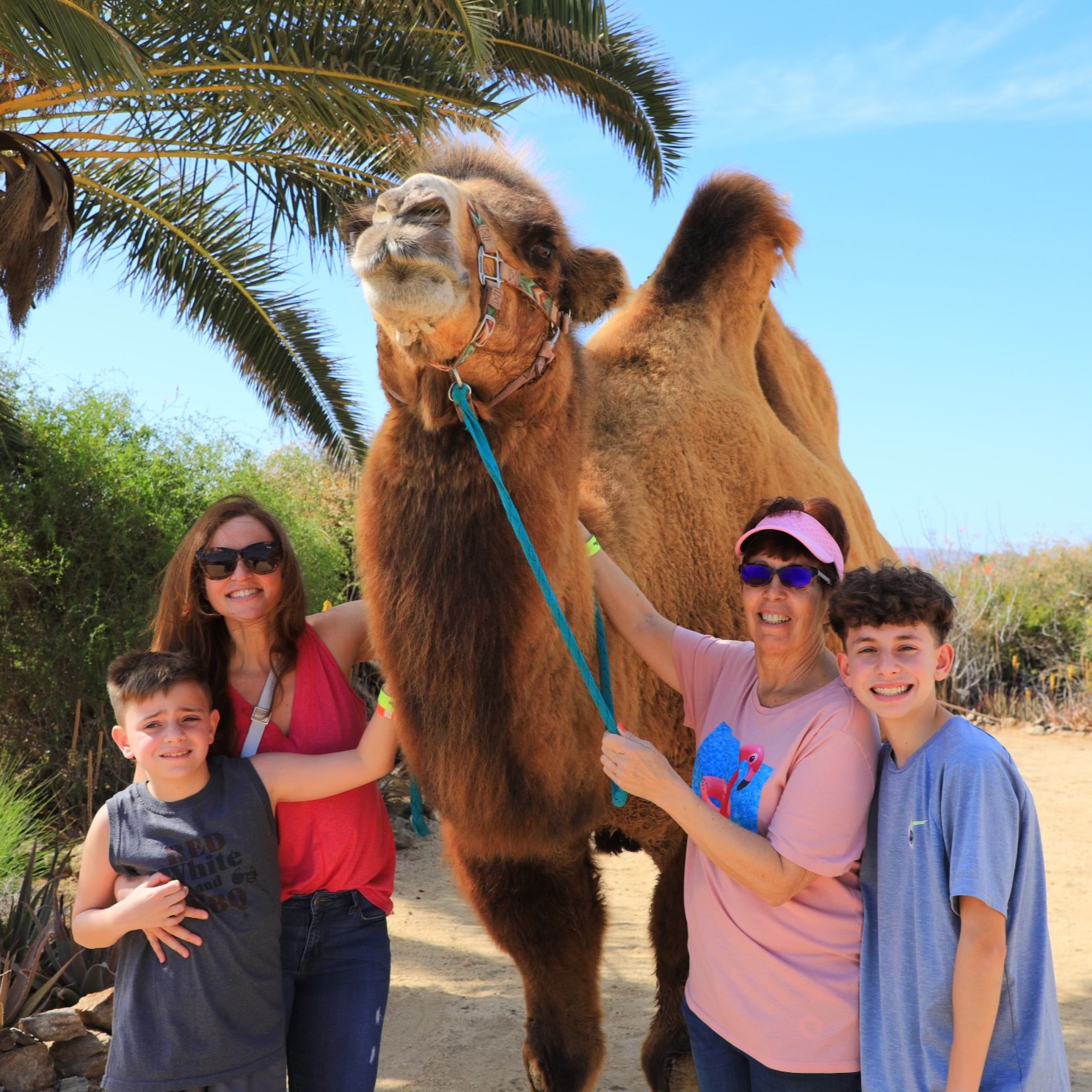 Elite Cruises Cabo Camel Excursion